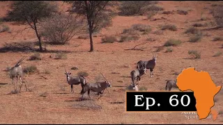 Kalahari Oryx – Hunting Oryx and Springbuck in red dunes, Ep. 60
