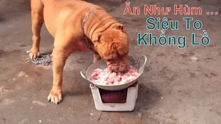 Chú Chó "Siêu To Khổng Lồ" Này - Nặng Bao Nhiêu Ký ???/ Giống American BanDog/ NhamTuatTV