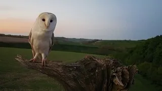 Beautiful Barn Owl | Discover Wildlife | Robert E Fuller