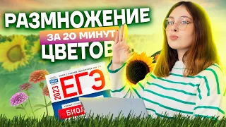 Все самое главное о покрытосеменных | Биология ЕГЭ для 10 класса | Умскул