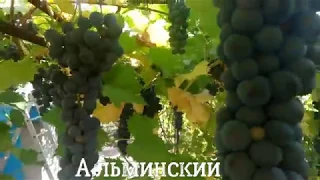 Виноград Альминский.Вино класс.