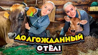 Отёл с ОПОЗДАНИЕМ В ГОД! Огромный телёнок! | Молодая Ферма