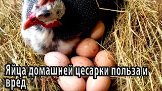 Яйца домашней цесарки польза и вред
