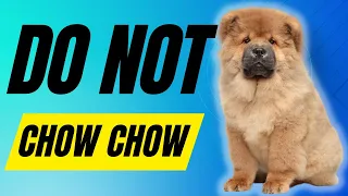 7 Reasons You SHOULD NOT Get a Chow Chow Dog