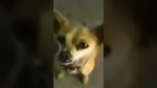 Yo Quiero Taco Bell Chihuahua meme