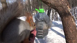 Про Толстую в бутылке. И про других белок/About Tolstaya one in the bottle.And about other squirrels