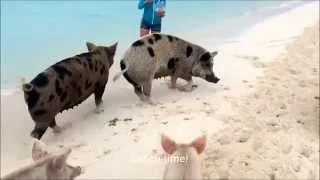 The Sailing Rode #3 - Swimming Pigs at Big Major Cay, Exumas Bahamas