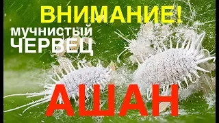 в АШАНЕ орхидеи ВАНДА и мучнистый ЧЕРВЕЦ