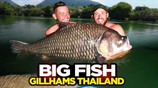 MASSIVE Siamese Carp Caught At Gillham's Fishing Resort | Thailand Fishing Vlog