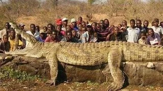 World Biggest CROCODILE?