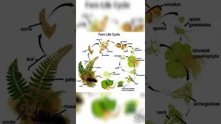 Fern Life Cycle