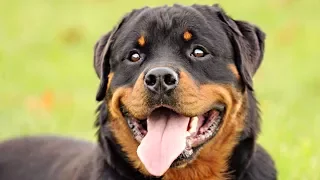 Funny And Cute Rottweiler Videos Compilation 2017 - Funny Dogs Video