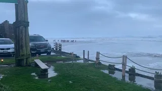 Amazed Onlookers Witness Herd of Elk Running Through Surf on Oregon Coast.