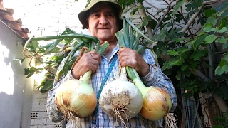 Isidro's orchard: 12. Onions