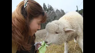 みんなこんにちは♪ヤギ＆ひつじたちのごあいさつ～お食事タイム☆（No.12）　 福岡ちかげのどうぶつとお話シリーズ 「ある日のわたし・こんなボク」