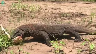 Scary Moment! Giant Komodo Dragon Brutally Attacks Dogs | Animals Fight @3winanimal