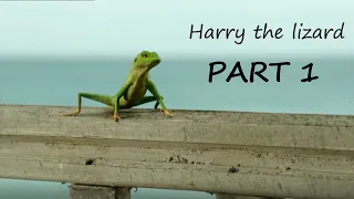 Harry the Lizard - Part 1 (Death in Paradise - behind the scenes)