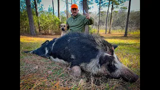 BACON from a Giant Wild RazorBack! {Catch Clean Cook} This Hog was MASSIVE!