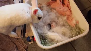 Baby Rabbits: From Newborn to First 4 Weeks of Life