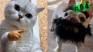 Funny animal videos cats and Dogs 🤣Try not to laugh Challenge! №64
