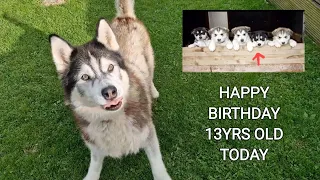Husky Gets What He's Always Wanted For His 13th Birthday!