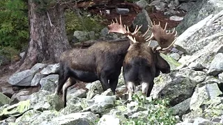 Grand Teton Bull Moose Battle