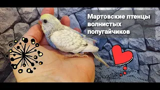 Ручные птенцы волнистых попугайчиков. Очень красивые птенчики.