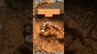 Giant Bull Ant Queen (Myrmecia Brevinoda) Part 2