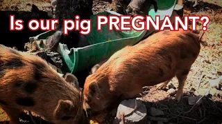 Is our PIG PREGNANT? (How to tell if a pig is pregnant)