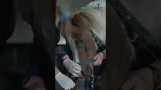 Obstruction de l’œsophage chez un petit poney, nous l’avons sauvé 🙏🏼