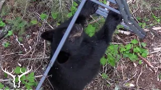 TOP 21 BEAR KILL SHOTS