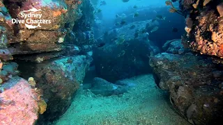 Dive Sydney scuba diving Dee Why Wide offshore reef best dive site