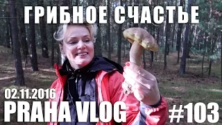 Грибное счастье и новый, быстрый и вкусный рецепт! Озеро Льгота, Чехия! Рецепт 007, Praha Vlog 103