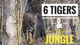 6 Tigers & the jungle