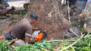 Cut down the tamarind tree in the middle of the market - STIHL MS 881