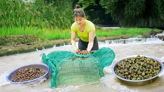 Harvesting Snails After Rice Crop go to market sell & Sell chili bamboo shoots | Nhất New Life
