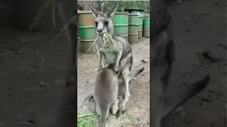 Baby kangaroo returns to pouch of mother