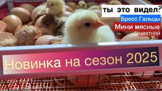 Инкубация🐣🐥цветных Мини мясных кур и Крупных цыплят породы Бресс Гальцы Хитрук Елена Украина