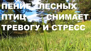 ПЕНИЕ ЗЯБЛИКОВ И КУКУШКИ-ПТИЧИЙ ХОР УБЕРЁТ ТРЕВОГУ И СТРЕСС.НАСТУПАЕТ ПОКОЙ В ДУШЕ И УМИРОТВОРЕНИЕ