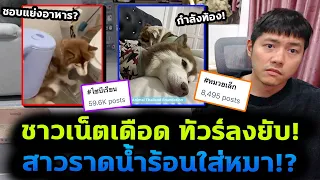 สรุปดราม่าหมาไซบีเรียน ทำชาวเน็ตเดือด ทัวร์ลงเพียบ!?