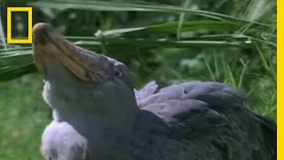 Shoebill Stork vs. Lungfish | National Geographic