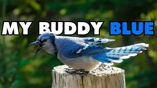 Hanging out with my cool Blue Jay buddy named Blue