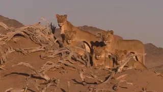 Wüstenkönige: Die Löwen der Namib 2 - Vanishing Kings - Vol. 2 @ 2017