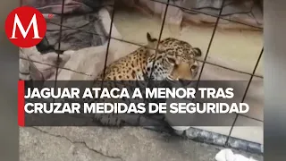En Guanajuato, jaguar ataca a menor de edad en Zoológico de León