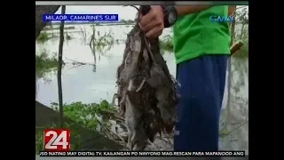 24 Oras: Mga daga sa palayan, pinatos na ng ilang residente para kainin