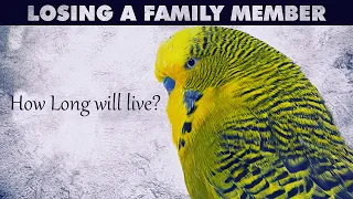 How Long Your Budgie bird will live?