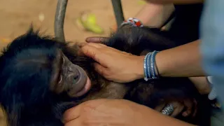 Bonobo Loves Being Tickled | Animals In Love | BBC Earth