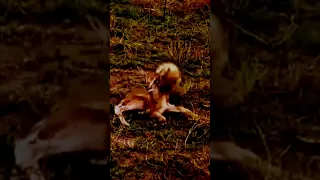 BABY CHEETAH IS TRAYING TO KILL A YOUNG IMPALA #shorts #animals