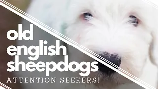 Wish We had Known BEFORE getting an Old English Sheepdog┃Attract Attention┃Ed&Mel