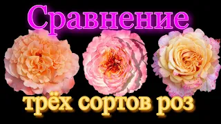 Сравнение трёх сортов роз.  Августа  Луиза, Акварель, Ла Вилла Котта.